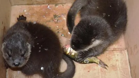Uratowane przez turystę wydrze rodzeństwo