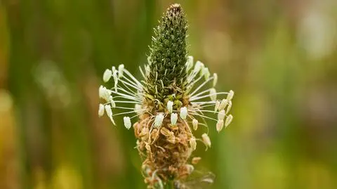 Babka nie będzie mocno pylić