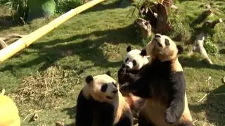Trzy małe pandy