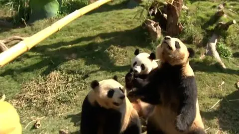 Rozkoszne "pandamonium". Trzy małe misie korzystają z dobrej pogody