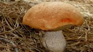 Pogoda będzie sprzyjać grzybobraniu
