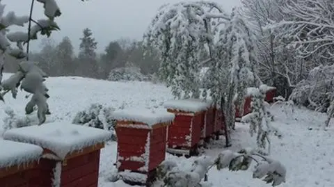 Spadła temperatura, spadł też śnieg. "Zima w maju"