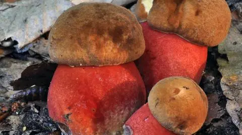 Borowik ceglastorpory Boletus erythropus