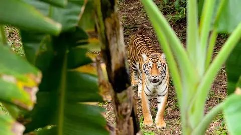 Osaczyło ich stado tygrysów. Pięć dni spędzili na drzewach. Ocalił ich święty mąż