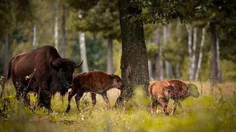 Cała Puszcza Białowieska na liście UNESCO