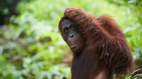 Kryzys wieku średniego dopada również małpy