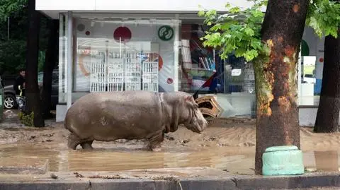 Dzikie zwierzęta na ulicach Tbilisi. Sceny jak z filmu "Jumanji"