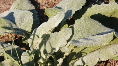 O poranku liście pokrywał szron. Przymrozek w Warszawie