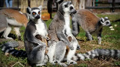 Wrocławska gromadka się powiększyła