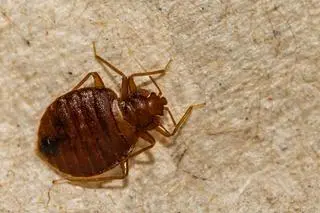Pluskwa domowa (Cimex lectularius) - zdj. przykładowe