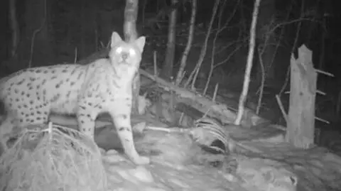 Drapieżniki zostawiały tropy na terenie Żywieckiego Parku Krajobrazowego