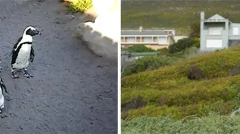 Pingwiny nękają mieszkańców miasteczka w RPA
