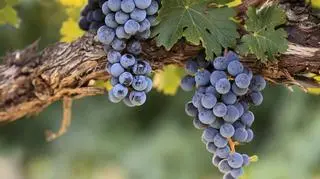 Chińczycy potęga w produkcji wina?