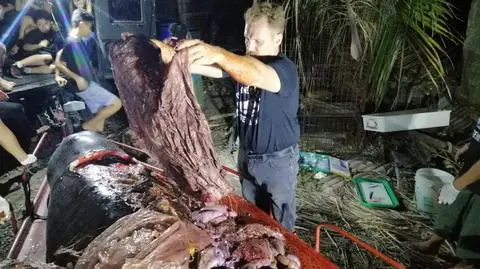 40 kilogramów plastiku w żołądku wieloryba. Przed śmiercią wymiotował krwią