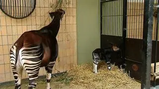 Młode okapi