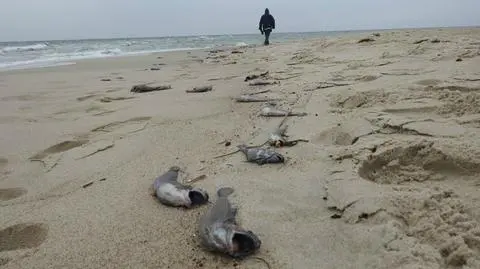 Martwe motele wyrzucone na helską plażę. Śmierć ryb zostanie zbadana