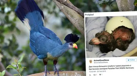 Ten piękny ptak to bananojad. Właśnie doczekał się potomstwa