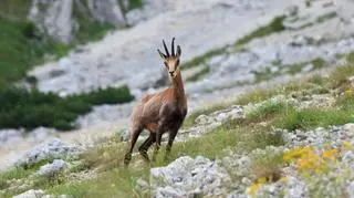 W całych Tatrach żyje 1096 kozic