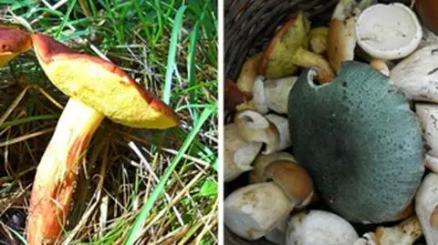 Skarby leśnej ściółki w Waszych obiektywach. Ruszyliście na grzybobranie