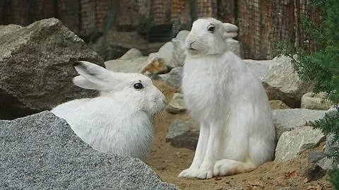 Nowy gatunek zająca we wrocławskim zoo
