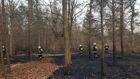 "Las rośnie wolno, a płonie szybko". Niechlubny rekord pożarów