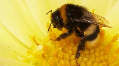 Nikotynoid przerwał lot trzmiela