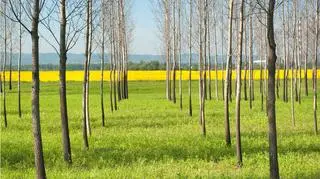 Więcej zieleni ma pomóc w walce ze wzrostem temperatury