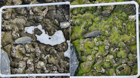 Porównanie ilości mchu w grudniu (po lewej) i w styczniu (po prawej) (Dana Bergstrom/antarctica