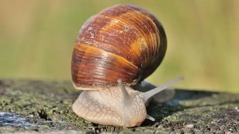 Od 20 kwietnia będzie można zbierać winniczki