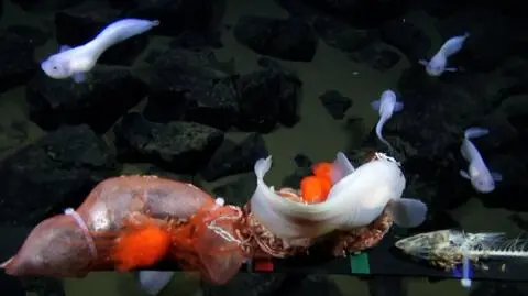 Niezwykli mieszkańcy głębin. Nagrani na głębokości ośmiu kilometrów