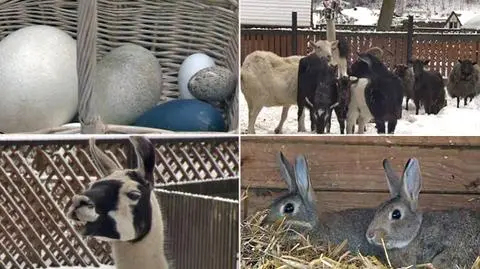 W zoo wiosny nie widać 