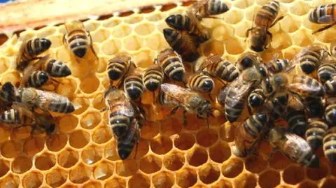 Bzzz... na dachu w Kopenhadze