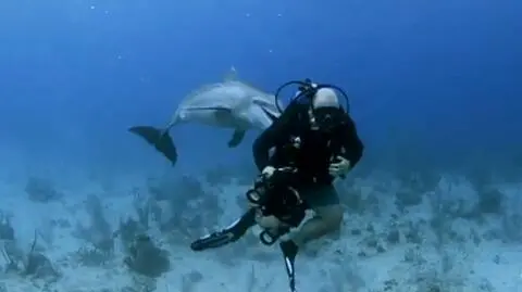 Ten delfin odczuwa ogromny pociąg do nurków
