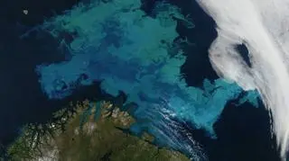 Fitoplankton na Morzu Barentsa