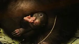 Wombat Apari z zoo w Duisburgu