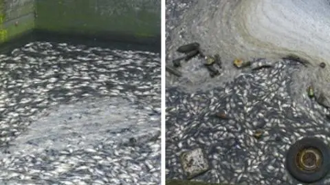 2 tony śniętych ryb w stawie