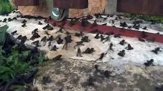 Żaby masowo wylegają na ulice i wchodzą do domów