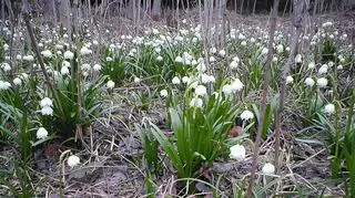 Wiosenne śnieżyce w Wielkopolsce