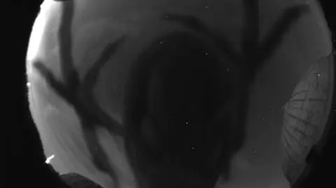 Miały być meteoroidy, są dziwne obiekty. NASA pokazuje zdjęcia