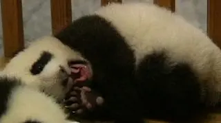 Maluchy śpią w kojcu