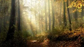 Jesień zapowiada się pięknie