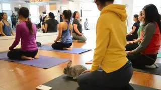 Joga z królikami w Kanadzie