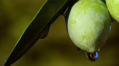 Oliwkom zagraża bakteria