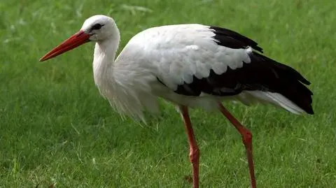 Bociany wróciły, czekamy na dziwonie