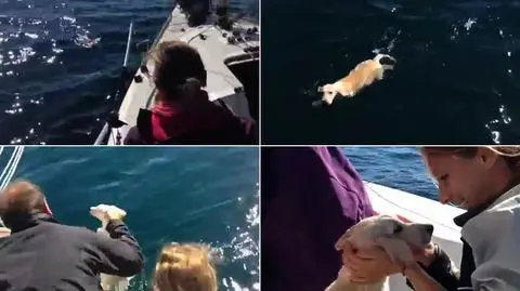 Pies cudem uratowany w Zatoce Neapolitańskiej