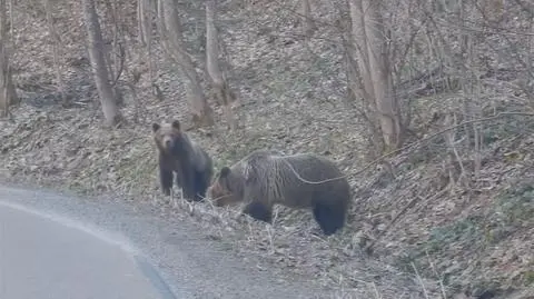 Niedźwiedzie na spacerze. "Są bardzo pobudzone, mogą w każdej chwili zaatakować"