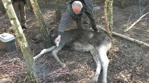 Łosiowi groziła śmierć w potrzasku.To była walka z czasem
