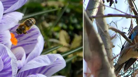 Nadejście wiosny da się zauważyć. W przyrodzie zapanowało "ogólnie poruszenie"