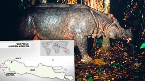 Na ratunek nosorożcom jawajskim