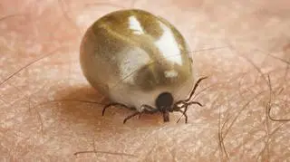 Nie daj się kleszczom